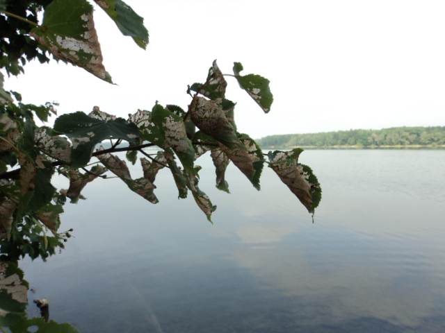DSC09229